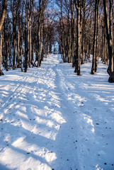 winter deciduous forest with hiking trail and clear sky in Mala Fatra mountains in Slovakia