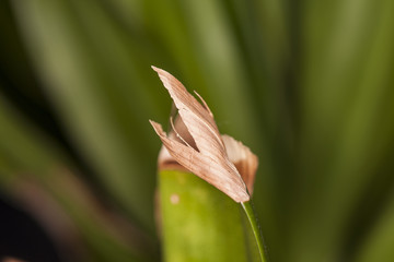 cut leaf