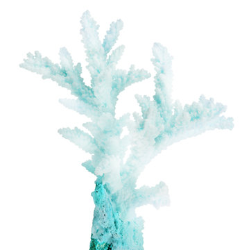 light cyan small isolated coral branch