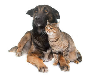 Obraz premium belgian shepherd malinois and cat