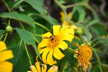 Blurry Bee on Mexican Sunflower with green background