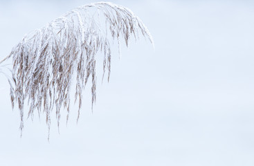 Pflanze im Winter - zum indivduellen Gebrauch