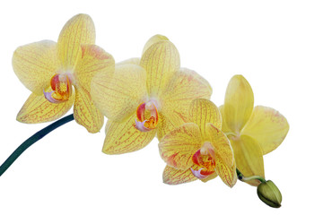 Fototapeta na wymiar fine lemon yellow orchids in red spots