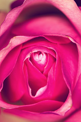 Rose, pink, macro