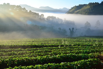 Strawberry field agricultural garden in morning at Doi Ang Khang , Chiang Mai, Thailand