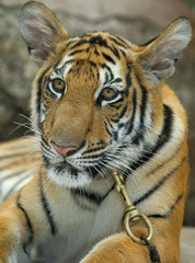 Bengal Tiger Panthera tigris tigris portrait in Thailand captive animal