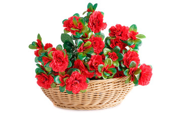 Flowers in basket