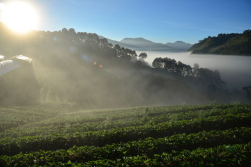 Strawberry field agricultural garden in morning at Doi Ang Khang , Chiang Mai, Thailand