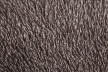 hairy brown carpeting