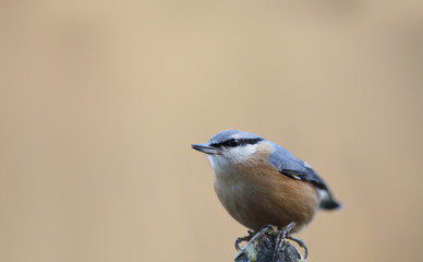 Obraz premium Nuthatch sits on the tip of the broken branches