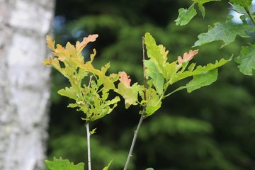 Fototapeta premium Young oak leaves and the trunk of a birch in the Nature reserve area Kinnekulle in Sweden, Western Gotland. Scandinavia, Europe