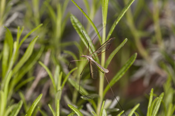 mosquito on the grass