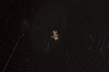 very small spider