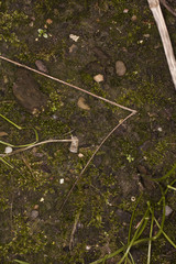 Forest ground texture