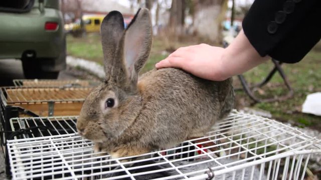 Stroking the bunny