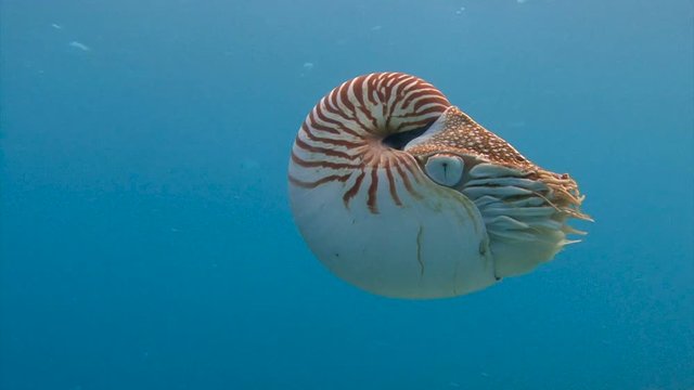 Увлекательные подводные погружения близ архипелага Палау. Удивительный моллюск Наутилус.