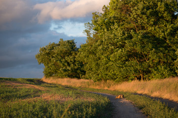 Country road with wild rabbit