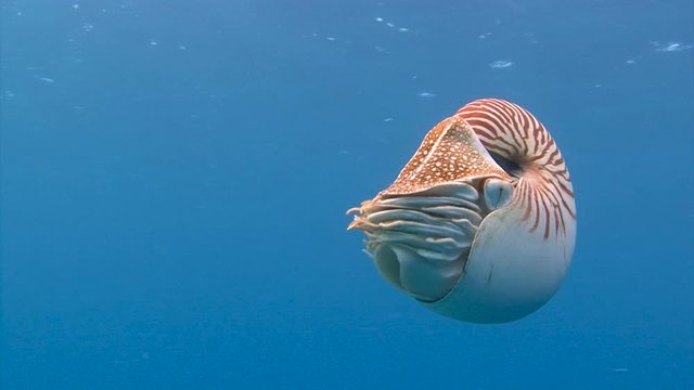 Увлекательные подводные погружения близ архипелага Палау. Удивительный моллюск Наутилус.