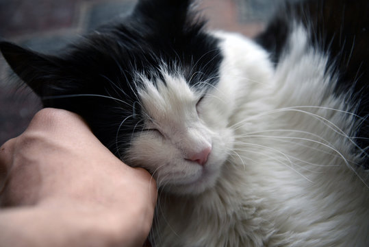 Gatto e Padrone, un rapporto stupendo
