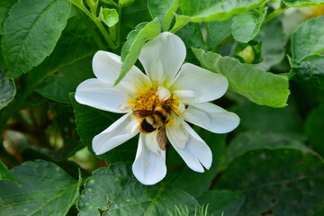 Bee on Flower