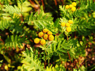 Yellow Tanacetum vulgare (tansy)