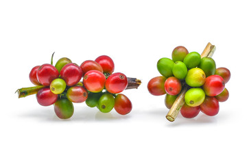 Branches of fresh coffee isolated on white backround