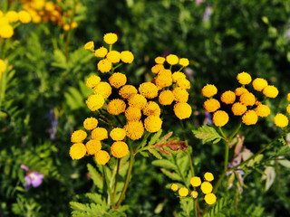 Yellow Tanacetum vulgare (tansy)
