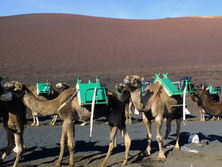 Camels in Timanfaya Naional Park, Lanzarote, Canary Islands (Spain)