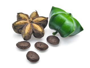 Plukenetia volubilis, sacha inchi, sacha peanut isolated on whit