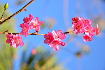 Sakura pink flower in Chiang Mai, Thailand