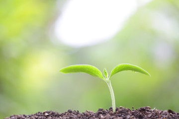 Growing tree