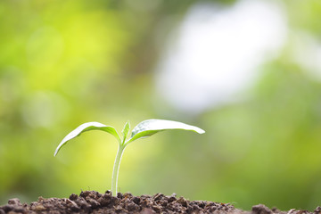 Growing tree