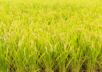 Rice field