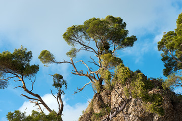 Maritime Pines Damaged by Storm. Cliffs of Portofino, Genova, Liguria, Italy