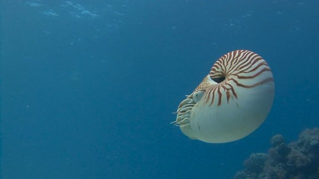 Увлекательные подводные погружения близ архипелага Палау. Удивительный моллюск Наутилус.