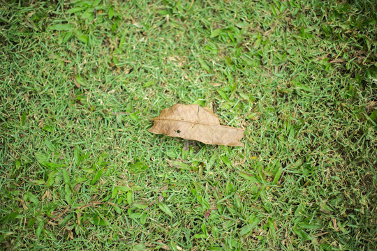 closeup autumn dry leaves
