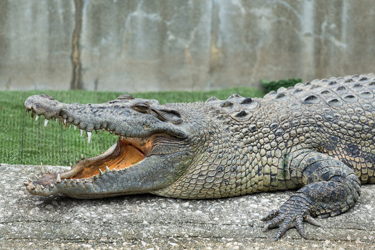 Crocodile open mouth