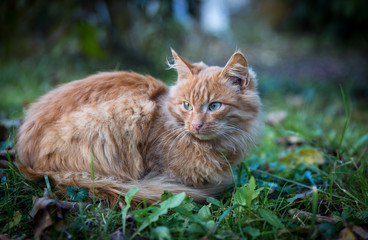 Naklejka na ściany i meble Red domestic tomcat among the grass and leaves
