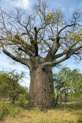 Baobab africain Adansonia digitata dans le parc national de Tarangire, Tanzanie