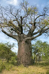 Store enrouleur tamisant Baobab Baobab africain Adansonia digitata dans le parc national de Tarangire, Tanzanie
