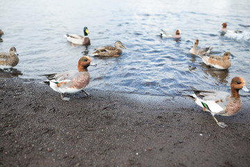 Obraz premium Group of ducks in lake