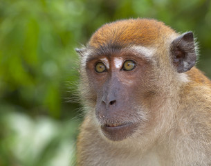 Crab-eating Macaque Macaca fasdicularis portrait