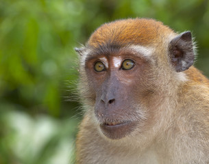 Fototapeta premium Crab-eating Macaque Macaca fasdicularis portrait