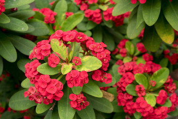 Crown of thorns flower