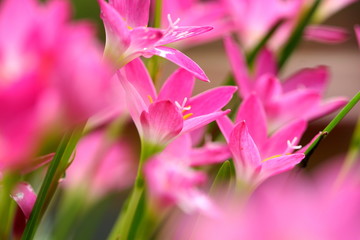 Pink beautiful Fairy lily in garden.