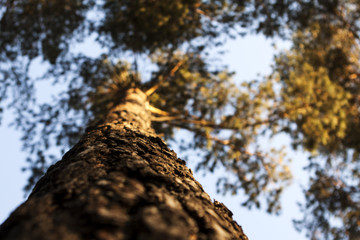  the view from the bottom on the crown of the tree