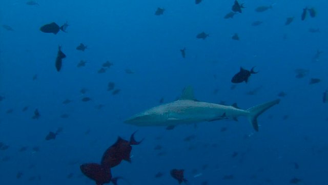 Увлекательные подводные погружения близ архипелага Палау. Рифовые акулы у знаменитого рифа Голубой Угол.