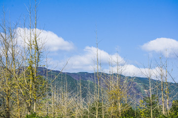 The countryside scenery with blue sky in autumn 