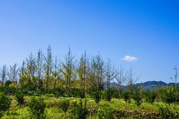 The countryside scenery with blue sky in autumn 