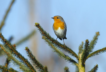 Robin Erithacus rubecula in Hedgerow